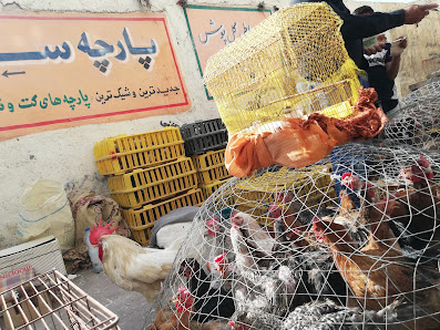 بازار کارگزاری+حیوانات+پرنده